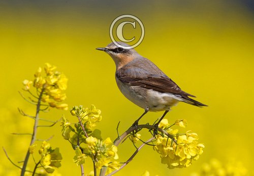 Wheatear on Rape 2